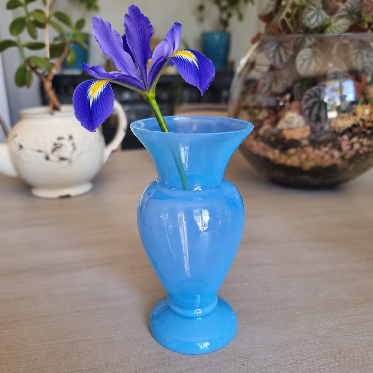 Vintage milky blue glass vase holding a single blue-violet iris